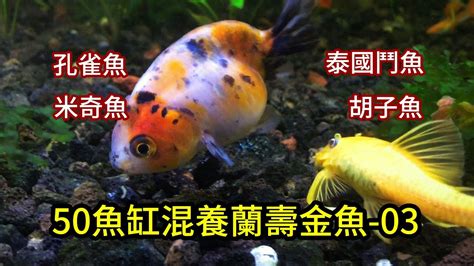 財位可以養鬥魚嗎